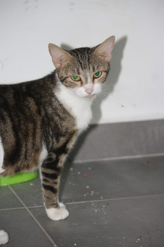 Photo #4 de BONBONETTE, chatte européenne adulte