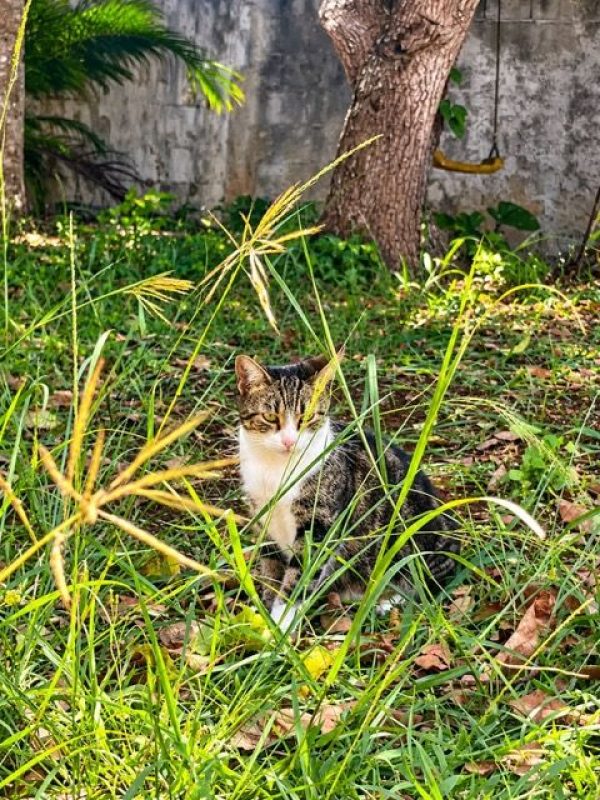 BONBONETTE - Chat à adopter - photo 4