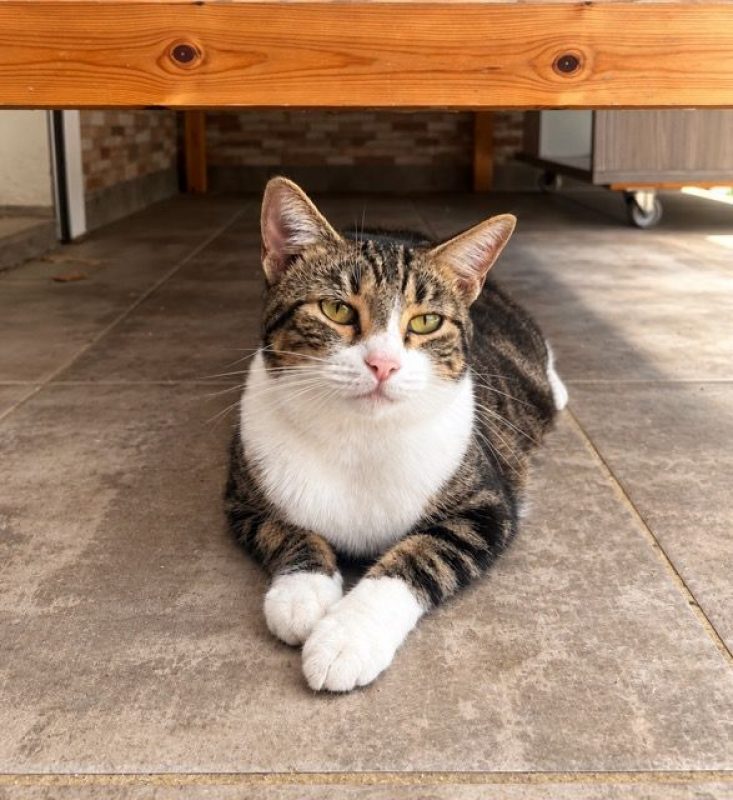 BONBONETTE - Chat à adopter