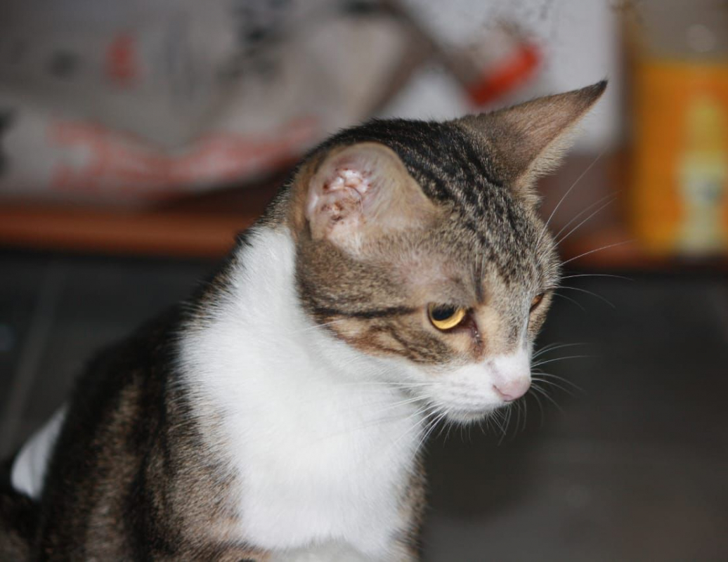 Photo #5 de BONBONETTE, chatte européenne adulte