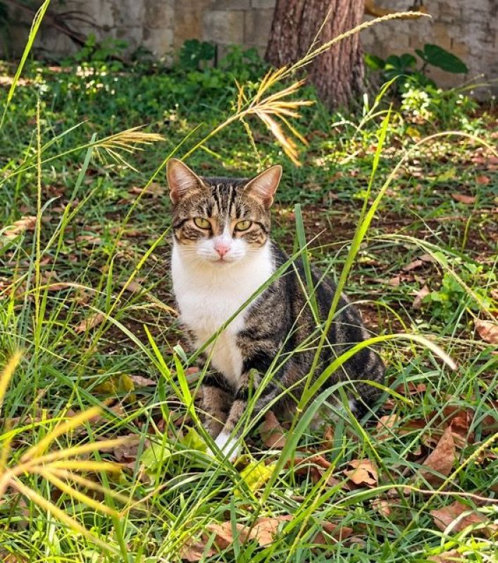 BONBONETTE - Chat à adopter - photo 2