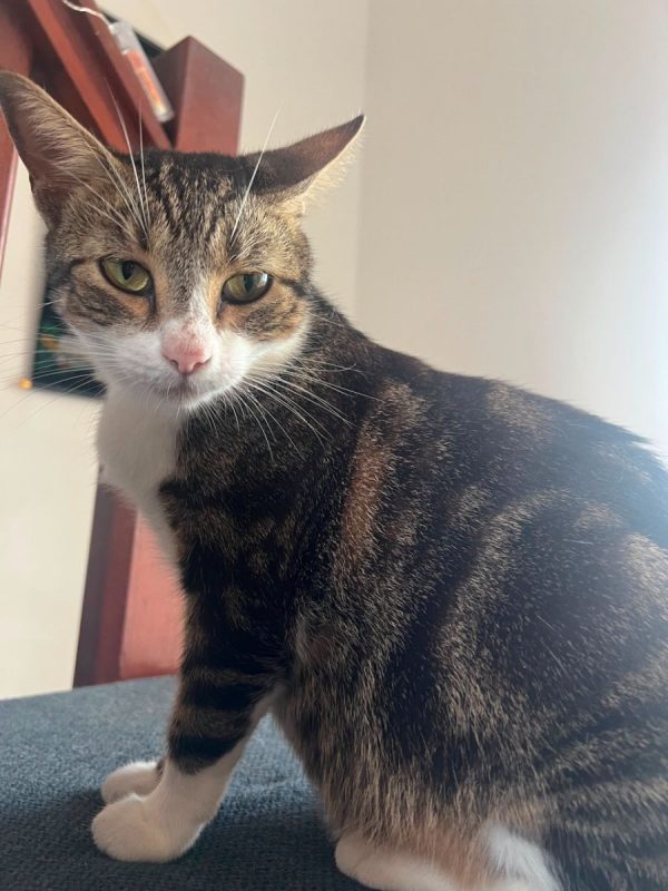BONBONETTE - Chat à adopter - photo 4