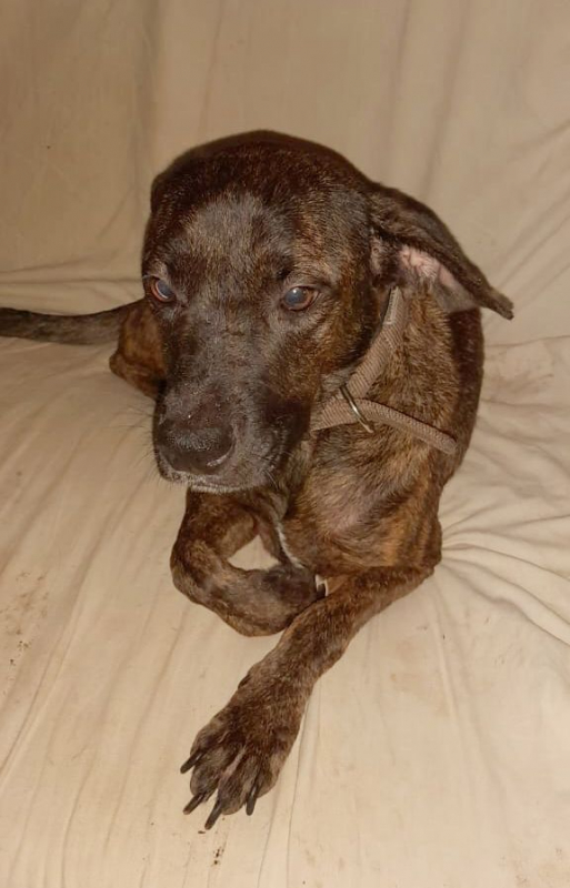 Photo #1 de CHIPIE, Berger Créole Femelle 🐾