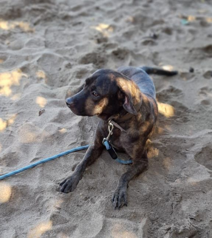 Photo #2 de CHIPIE, Berger Créole Femelle 🐾