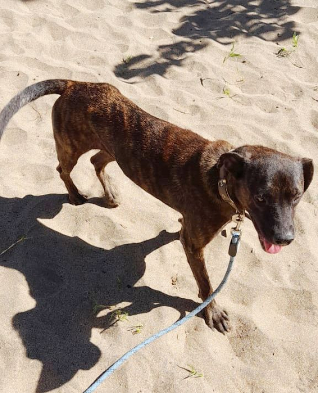 Photo #3 de CHIPIE, Berger Créole Femelle 🐾