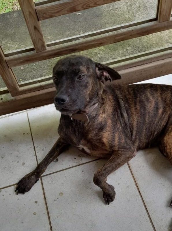 Photo #4 de CHIPIE, Berger Créole Femelle 🐾