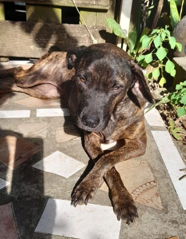 Photo #5 de CHIPIE, Berger Créole Femelle 🐾