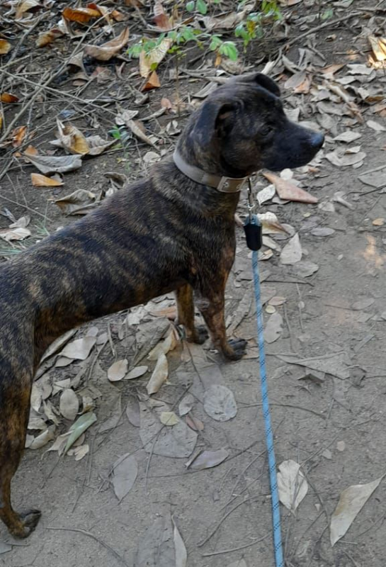 Photo #6 de CHIPIE, Berger Créole Femelle 🐾