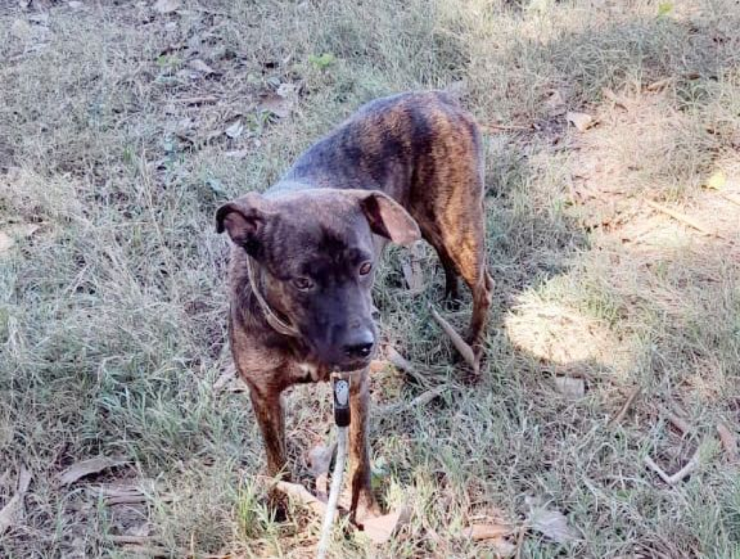 Photo #7 de CHIPIE, Berger Créole Femelle 🐾