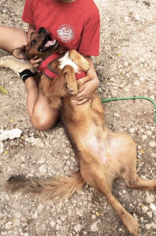 Photo #1 de HEAVEN, mâle croisé créole 🐾