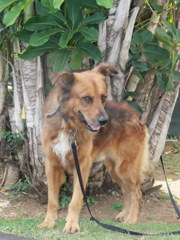 Photo #2 de HEAVEN, mâle croisé créole 🐾