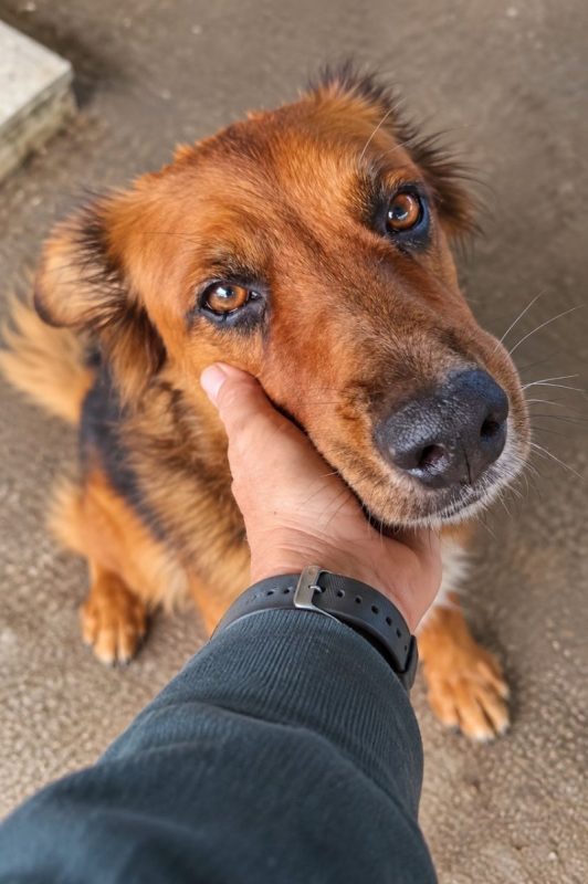 HEAVEN - Chien à adopter