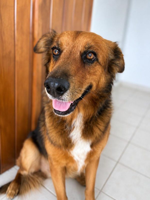 HEAVEN - Chien à adopter