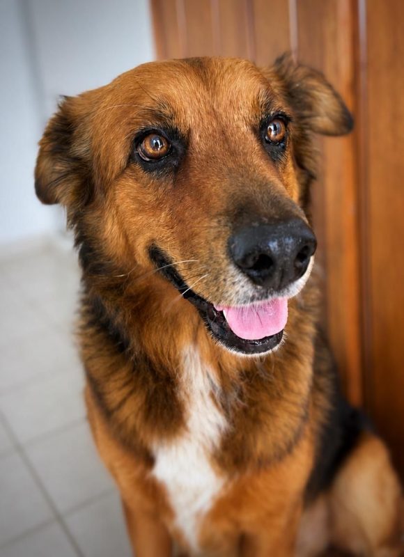 HEAVEN - Chien à adopter - photo 2