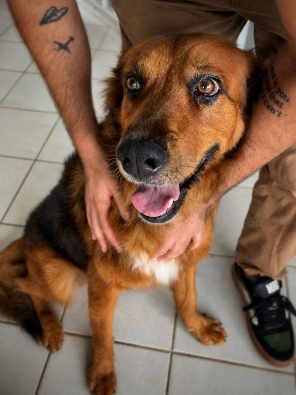 HEAVEN - Chien à adopter - photo 8