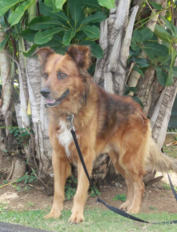 Photo #4 de HEAVEN, mâle croisé créole 🐾