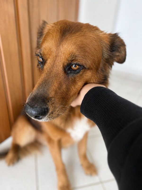 HEAVEN - Chien à adopter - photo 4