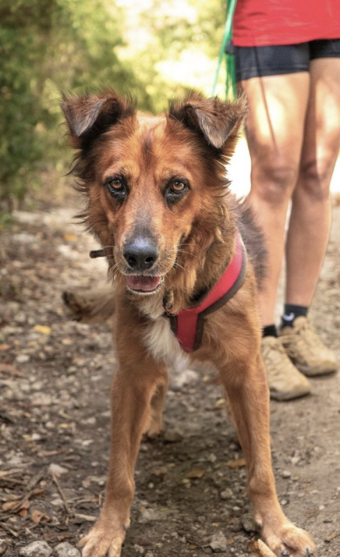 Photo #5 de HEAVEN, mâle croisé créole 🐾