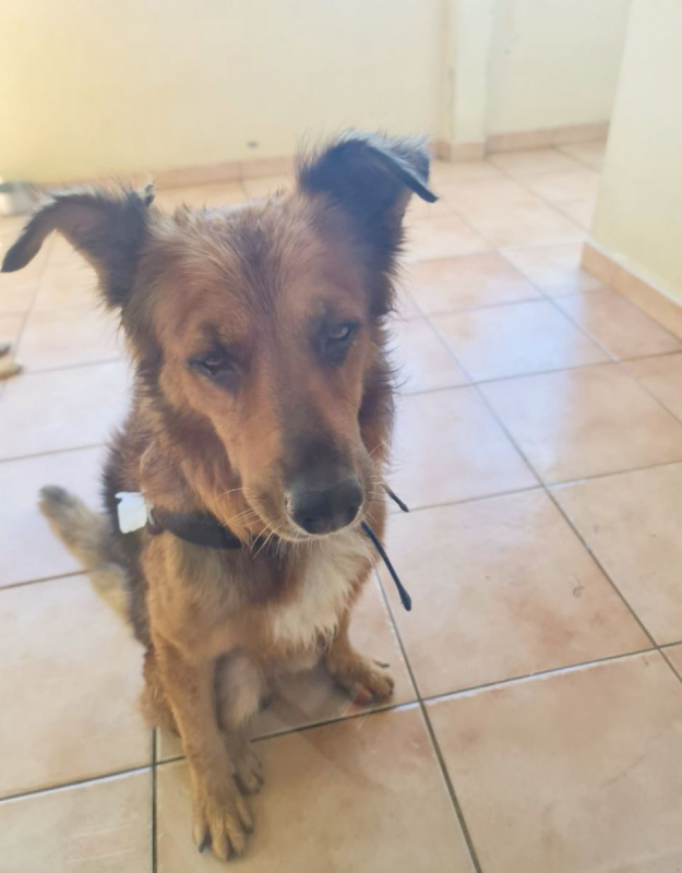 Photo #6 de HEAVEN, mâle croisé créole 🐾