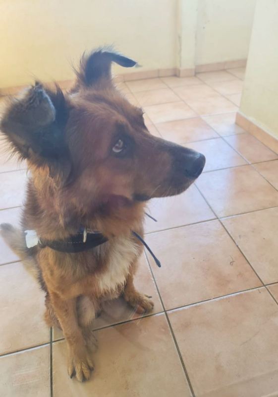 Photo #7 de HEAVEN, mâle croisé créole 🐾