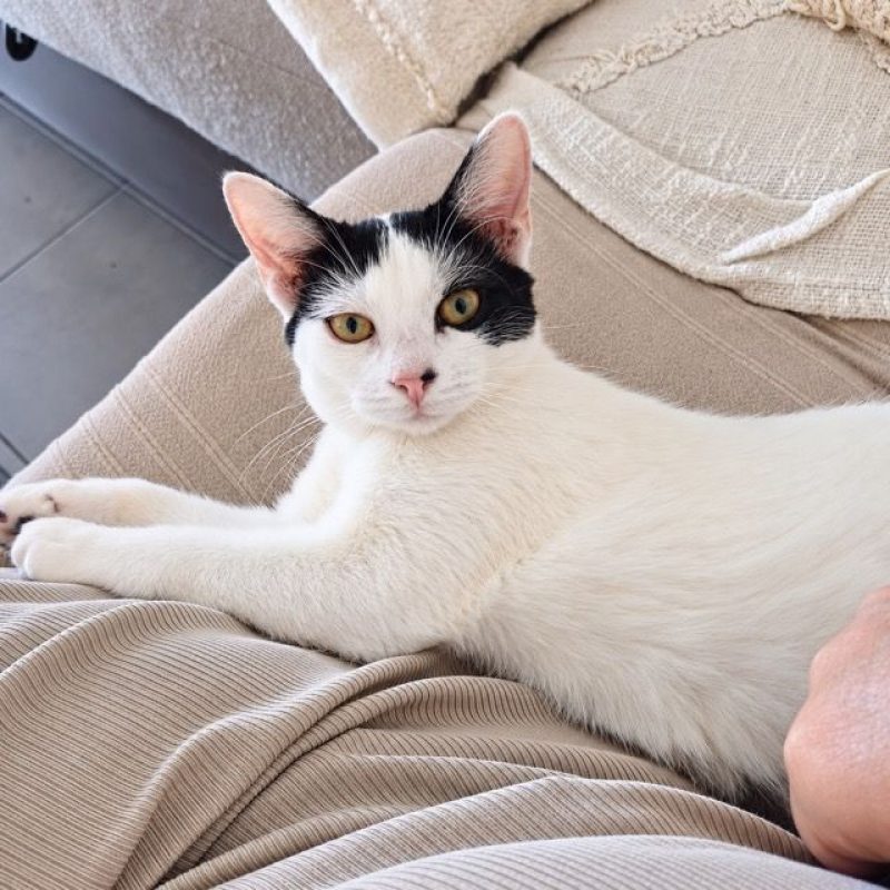 KALICY - Chat à adopter - photo 2