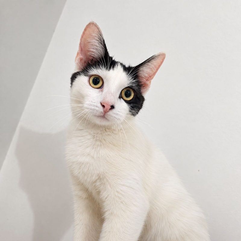 KALICY - Chat à adopter