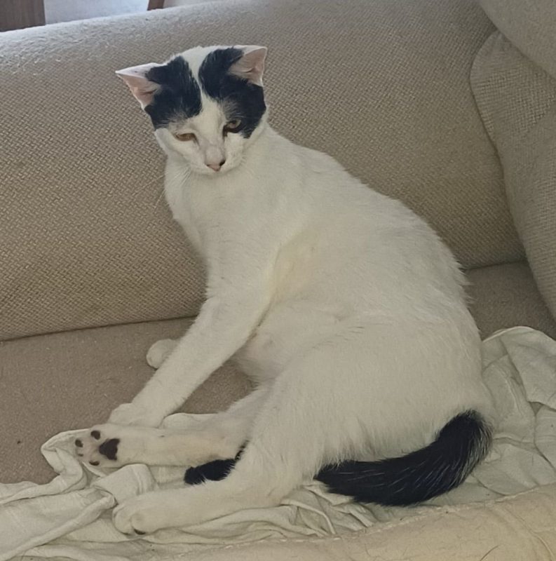 KALICY - Chat à adopter - photo 5