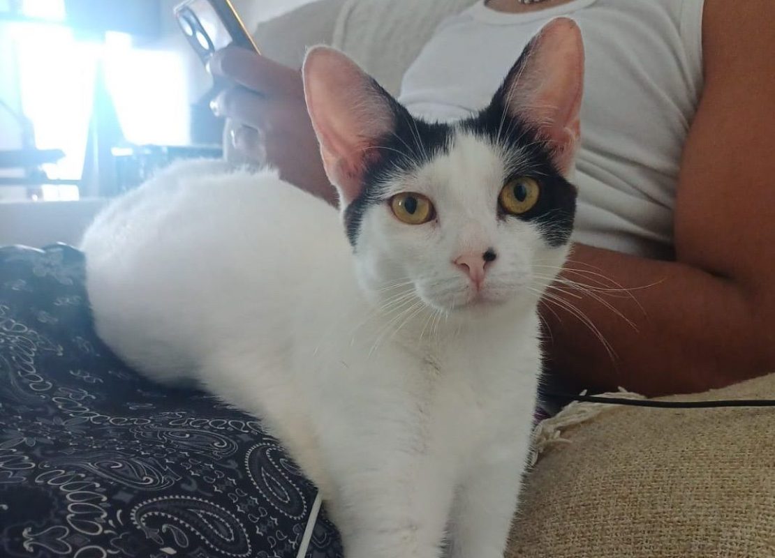 KALICY - Chat à adopter - photo 6