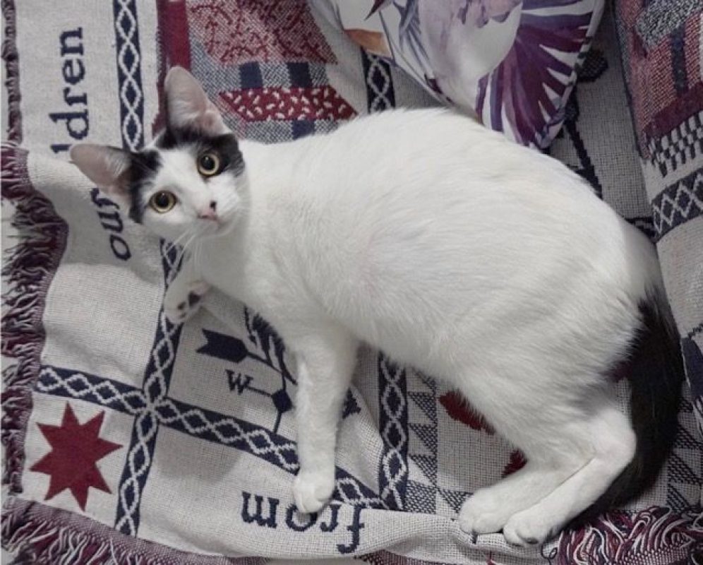 KALICY - Chat à adopter - photo 4