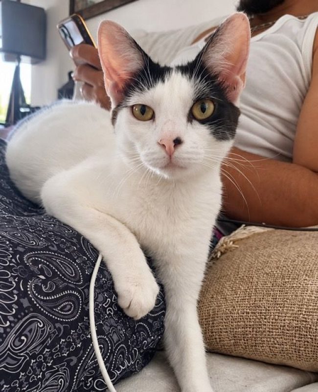 KALICY - Chat à adopter - photo 5