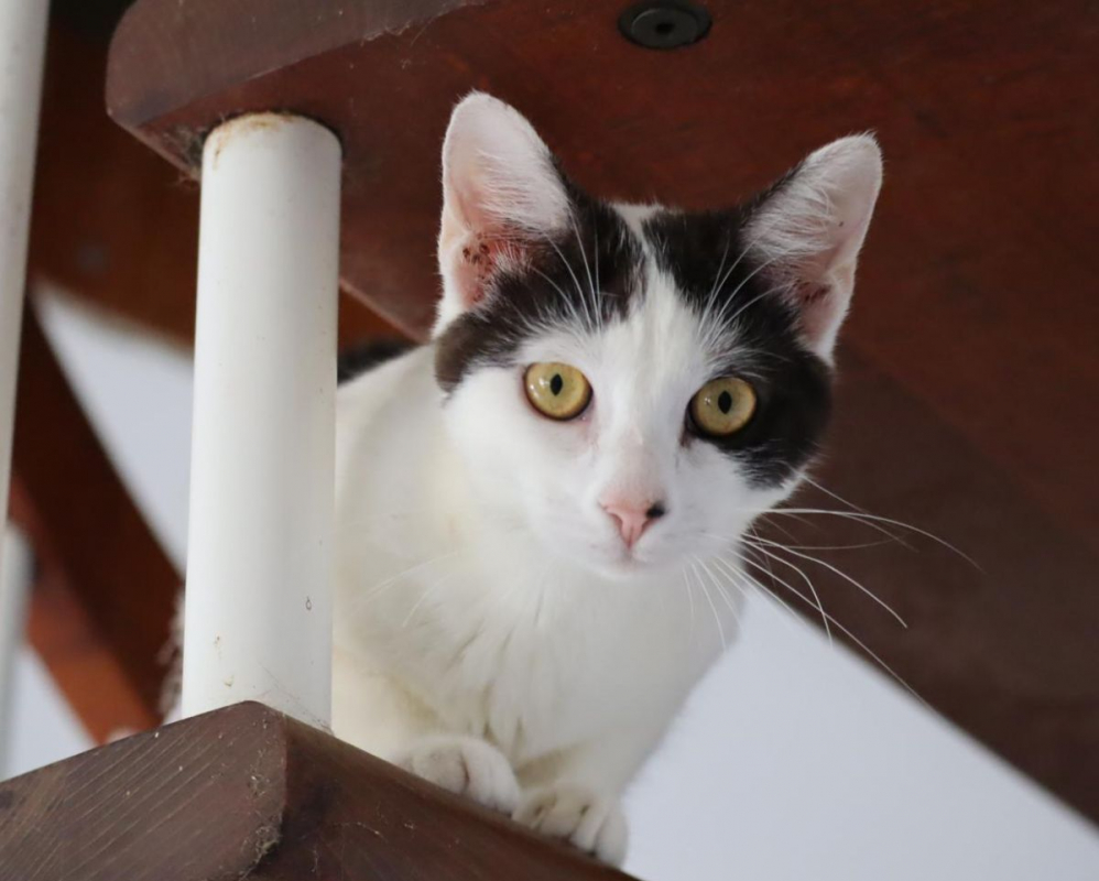 Photo #1 de KALICY, chaton femelle européen