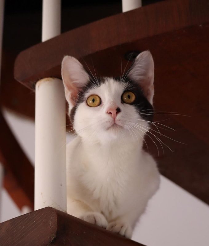 KALICY - Chat à adopter - photo 3