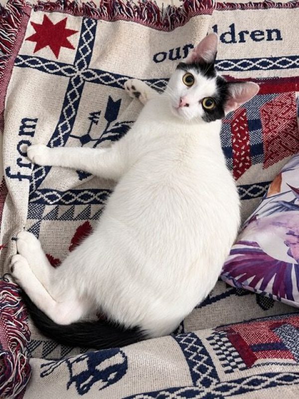 KALICY - Chat à adopter - photo 4
