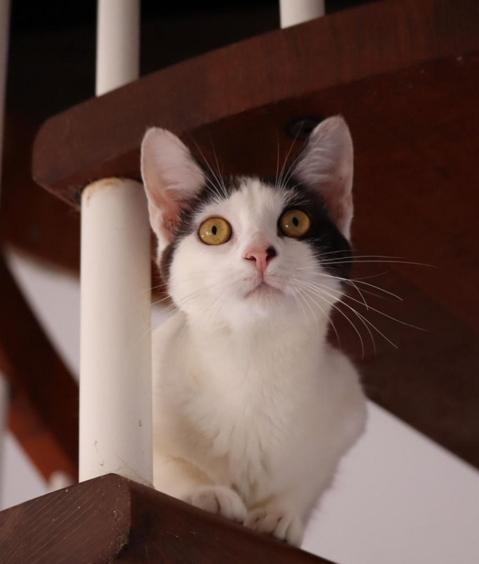 Photo #2 de KALICY, chaton femelle européen