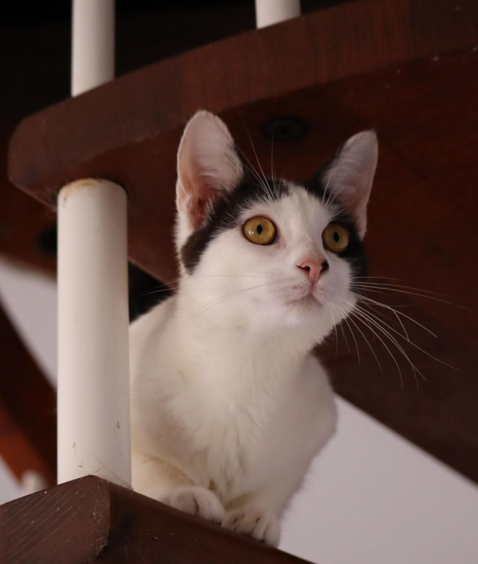 Photo #3 de KALICY, chaton femelle européen