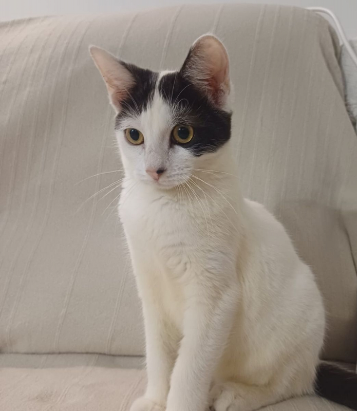 Photo #4 de KALICY, chaton femelle européen