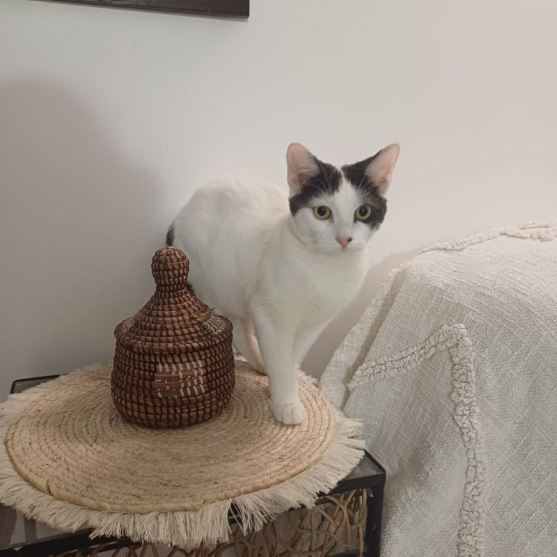 Photo #5 de KALICY, chaton femelle européen