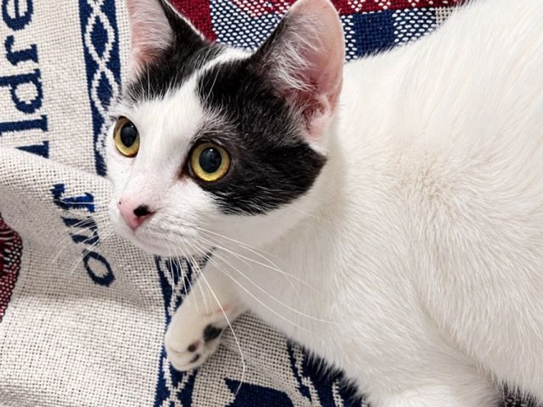 KALICY - Chat à adopter - photo 3