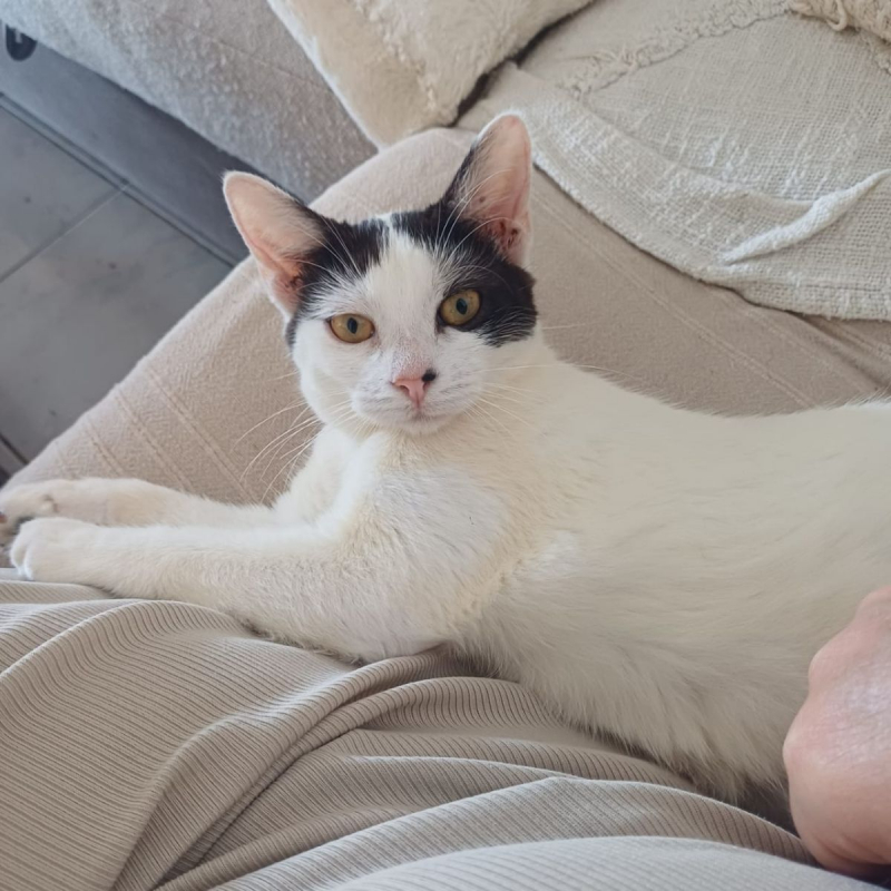 Photo #6 de KALICY, chaton femelle européen