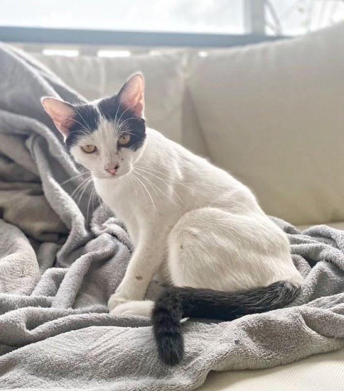 KALICY - Chat à adopter - photo 7