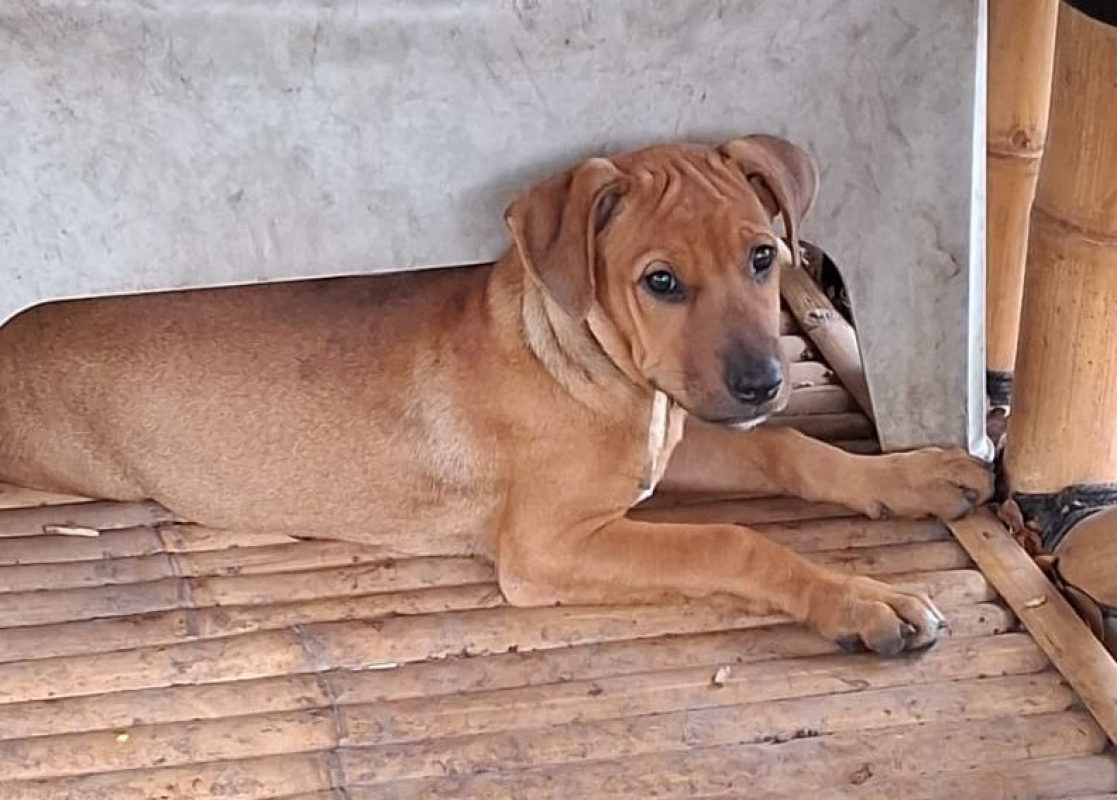 Photo #2 de KARAMELLE, Chiot femelle Berger Créole