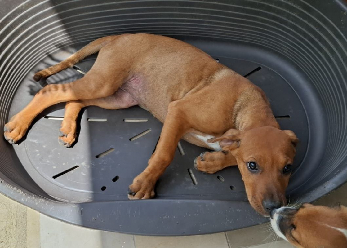 Photo #3 de KARAMELLE, Chiot femelle Berger Créole