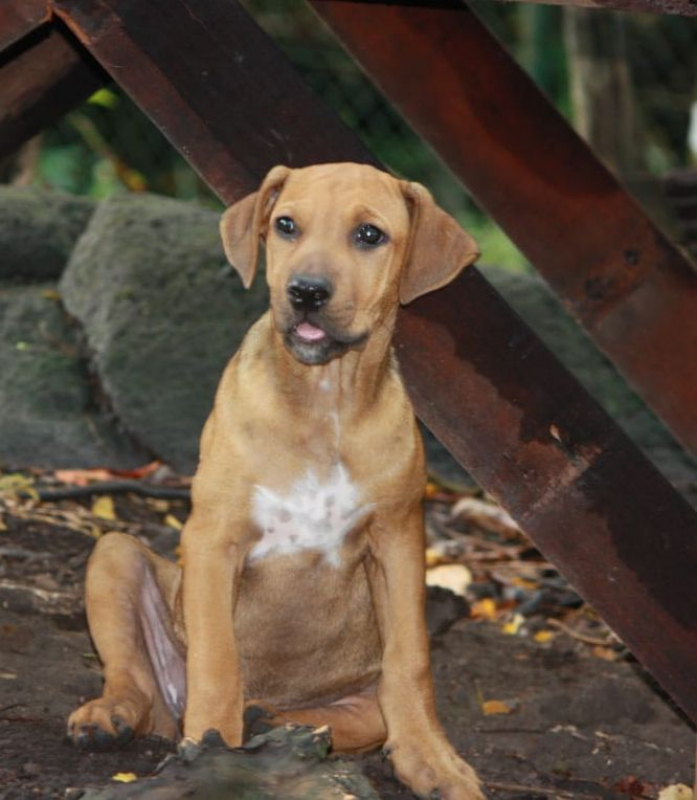 Photo #1 de KARAMELLE, Chiot femelle Berger Créole