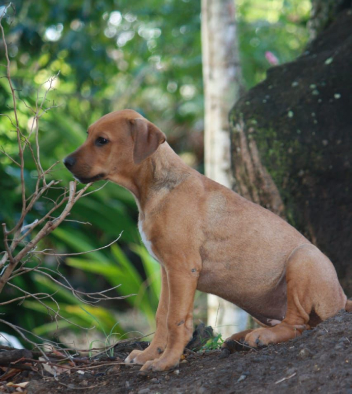 Photo #4 de KARAMELLE, Chiot femelle Berger Créole