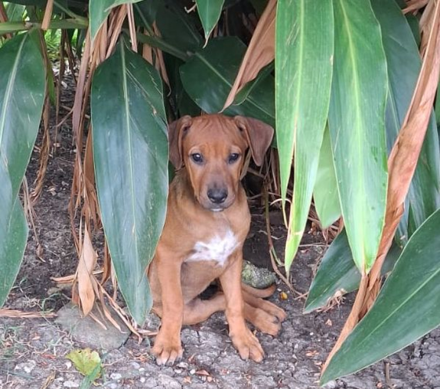 Photo #5 de KARAMELLE, Chiot femelle Berger Créole