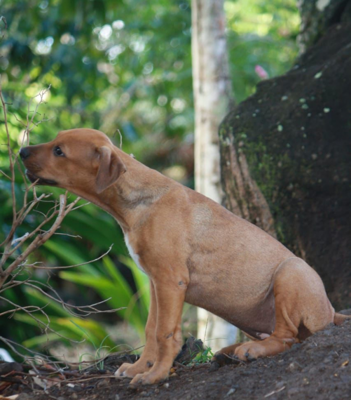 Photo #6 de KARAMELLE, Chiot femelle Berger Créole