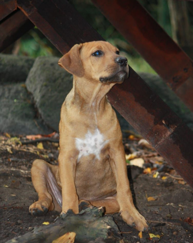 Photo #7 de KARAMELLE, Chiot femelle Berger Créole