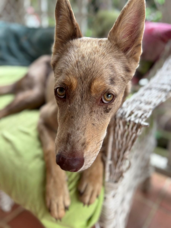 Photo #1 de 🐾 KAYA, une petite chienne en or cherche sa famille 🐾