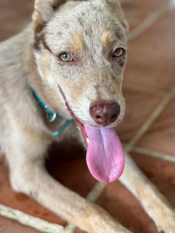 Photo #2 de 🐾 KAYA, une petite chienne en or cherche sa famille 🐾