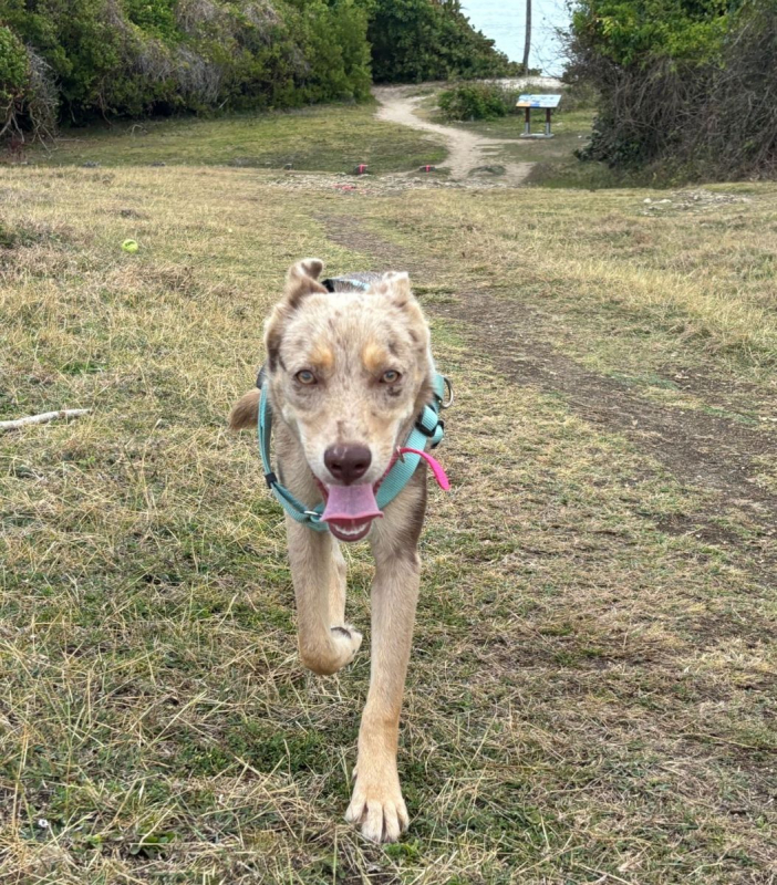 Photo #3 de 🐾 KAYA, une petite chienne en or cherche sa famille 🐾